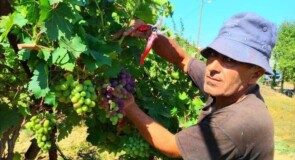 السيد احمد محمود حسن “ابو محمود” في ذمة الله