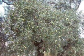 تعميم بخصوص موعد قطف الزيتون للاراضي الواقعة بمحاذاة مستوطنة مجداليم
