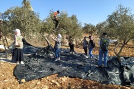 حملة قطف الزيتون تحت عنوان “حقنا في قطف الزيتون”