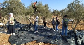 حملة قطف الزيتون تحت عنوان “حقنا في قطف الزيتون”