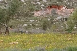 أعمال حفريات و وضع أعمدة كهرباء في أراضي المواطنين في منطقة الخارجة ومنطقة رأس القناة ومنطقة النجمة